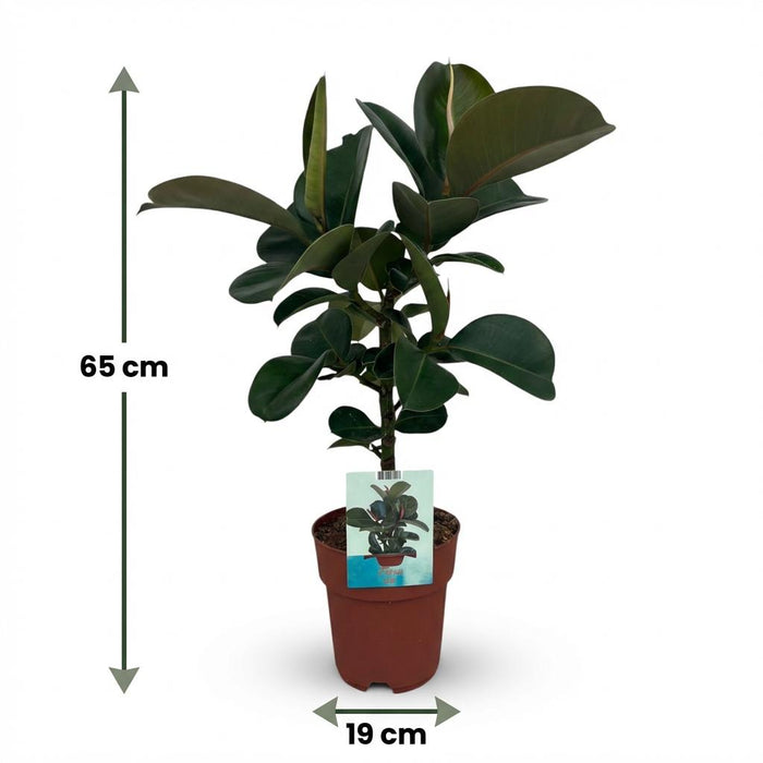 Ficus Elastica Cloe - Rubberplant - ↕65cm - Ø19cm