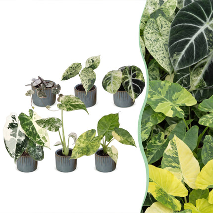 Baby Planten Variegata Mix - Diversen 6x - Tropisch - incl. Linnea Misty Blue - Ø6cm - ↕10-15cm