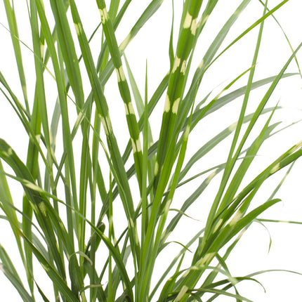 Miscanthus sinensis Strictus - Prachtriet - ↕60cm - Ø23cm