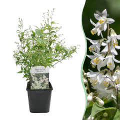 Collection image for: Bruidsbloem
