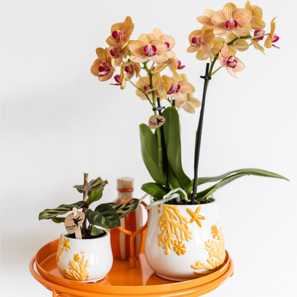 Kolibri Home | Doniczka koralowa - żółta - Ø6 cm