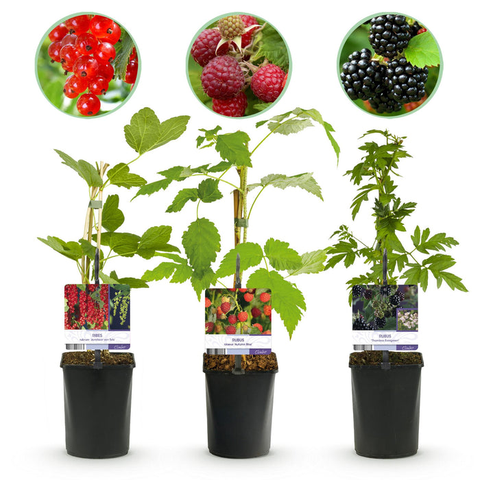Fruit planten mix - Rode Bes, Rode Framboos, Zwarte Braam - 3 planten - Pot 11cm Hoogte 40cm