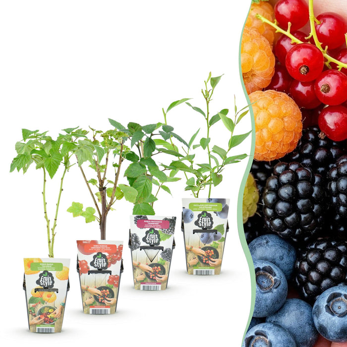 Rainbow mix - Rode Bes - Gele Framboos - Zwarte Braam - Blauwe Bes - ↕30-35cm - Ø9cm - 4x