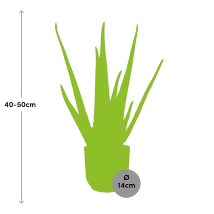 Aloe Vera 12cm in elho Vibes Fold Ø14cm giallo - ↕40-50cm