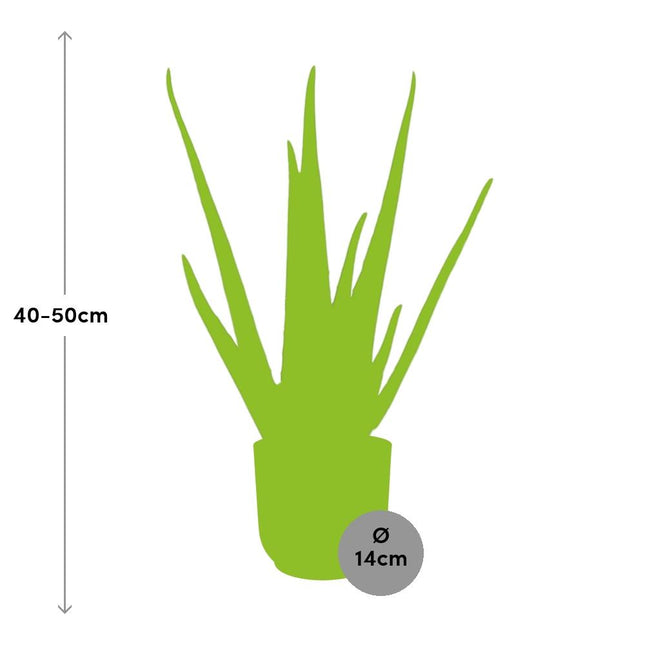 Aloe Vera 12cm i elho Vibes Fold Ø14cm gul - ↕40-50cm