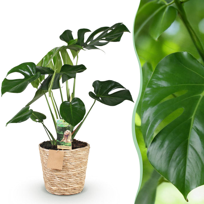 Monstera Deliciosa - Gatenplant - met mand - ↕70-80cm - Ø21cm