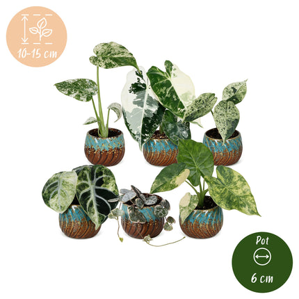 Baby Planten Variegata Mix - Diversen 6x - Tropisch - incl. Copper Reef - Ø6cm - ↕10-15cm