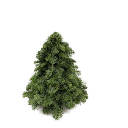 Nobilis Christmas Tree - ↕30cm