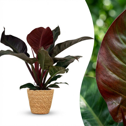Philodendron Imperial Red - Rood - met Mand - ↕60cm - Ø19cm