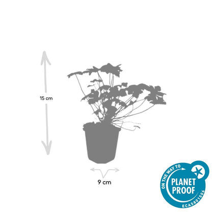 Geranium 'Tiny Monster' - Ooievaarsbek - ↕10-25cm - Ø9cm - 24x