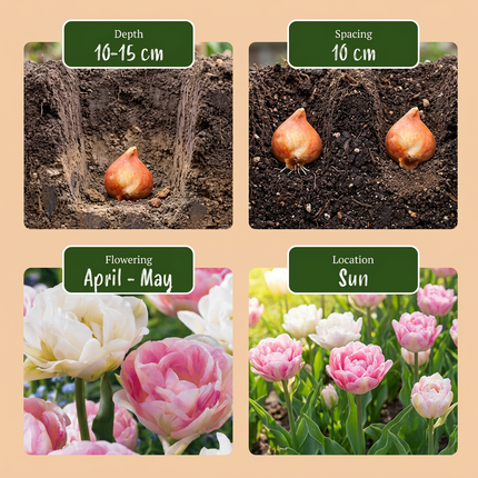 24x Tulipa Double Sensation - Bloembollen - Gevulde tulp - Diversen - Voorjaarsbloeier - Bolmaat 11/12