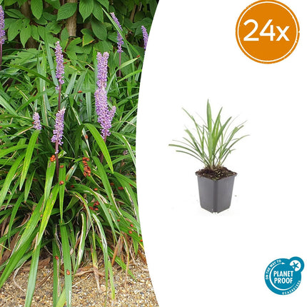Liriope muscari 'Ingwersen' - ↕10-25cm - Ø9cm - 24x