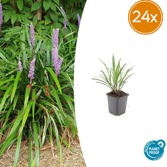 Liriope muscari 'Ingwersen' - ↕10-25cm - Ø9cm - 24x