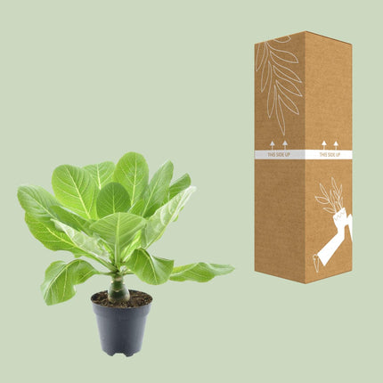 Brighamia Insignis 'Hawaii Palm' - ↕37cm - Ø12cm