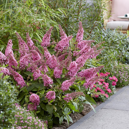 Buddleja davidii Butterfly Candy Little Pink - Sommerfuglebusk - Kompakt - Lyserød - ↕20-25cm - Ø12cm