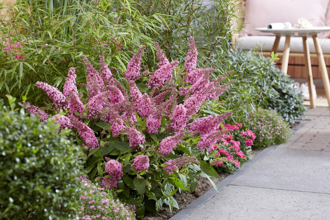 Buddleja davidii Butterfly Candy Little Pink - Vlinderstruik - Compact - Roze - ↕20-25cm - Ø12cm