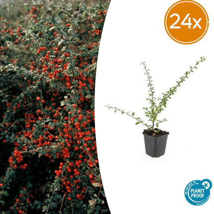 Cotoneaster Suecicus 'Coral Beauty' - ↕10-25cm - Ø9cm - 24x