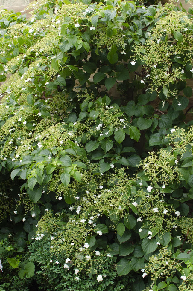 Hydrangea Petiolaris - Klimhortensia - ↕65cm - Ø15cm - 3x