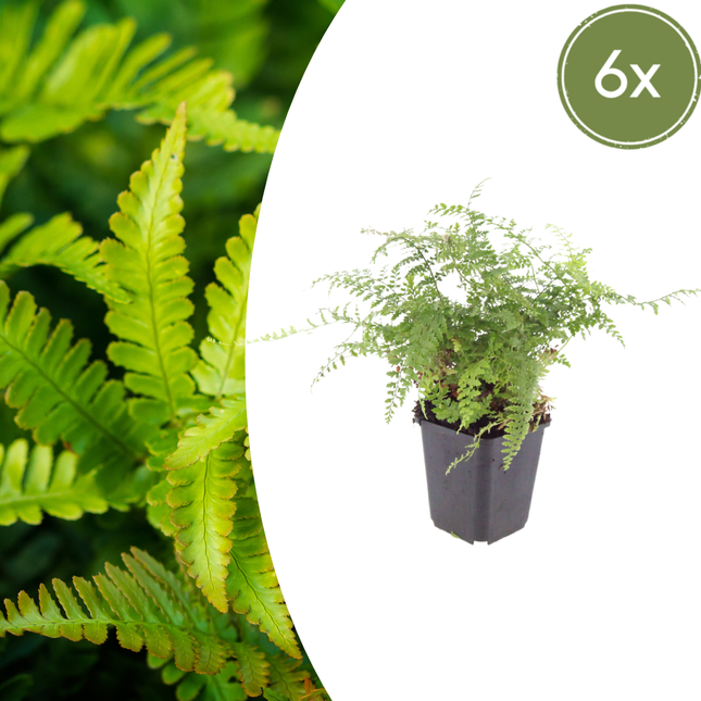 Felce ad ago morbido - Polystichum setiferum 'Herrenhausen' - ↕10-25cm - Ø9cm - 6x