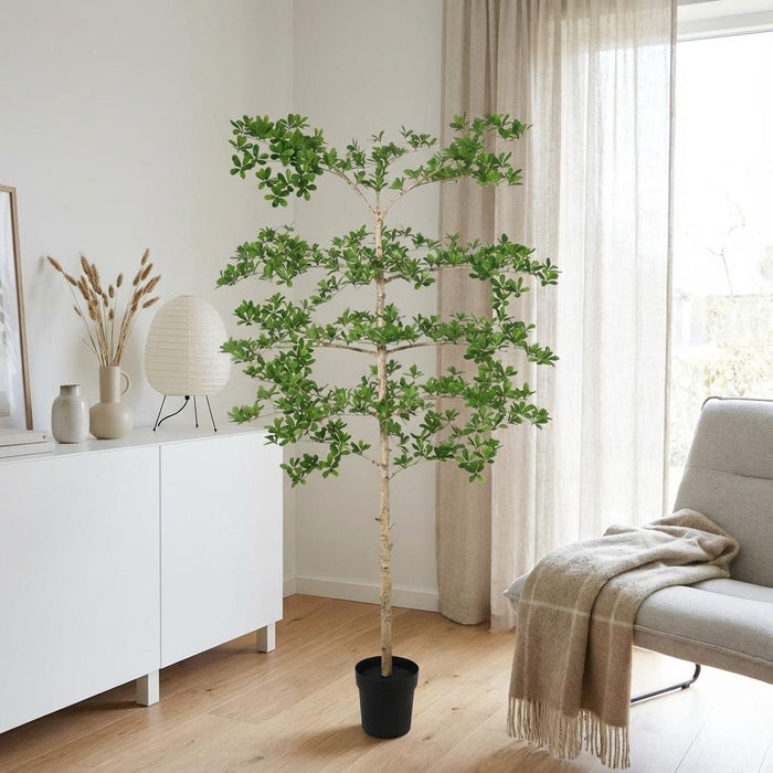 Kunstplant Bucida - ↕200cm