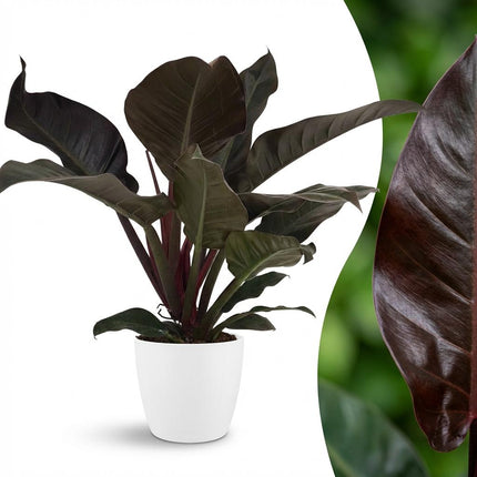 Philodendron Imperial Red - met witte pot - ↕60cm - Ø19cm