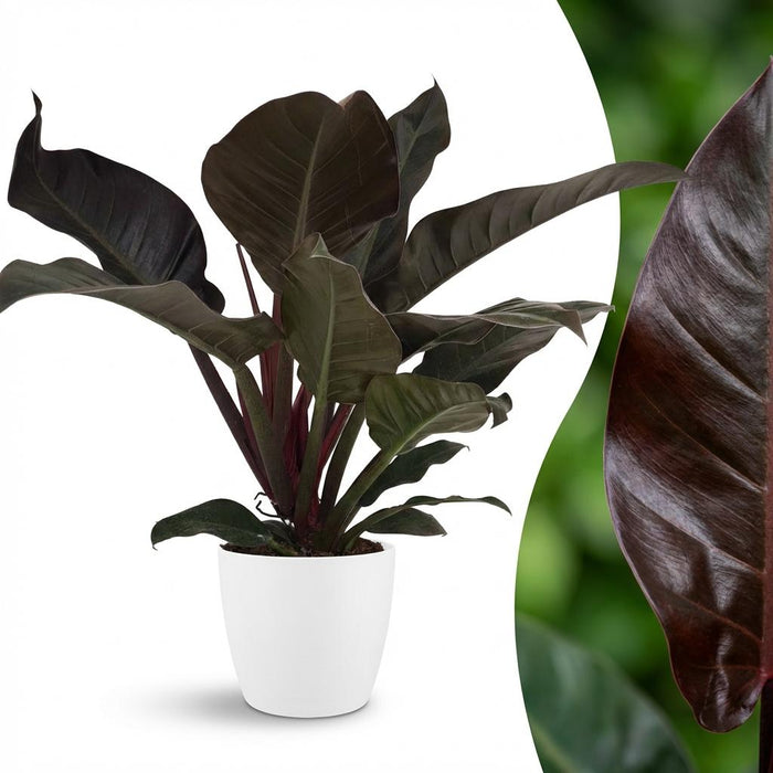 Philodendron Imperial Red - met witte pot - ↕60cm - Ø19cm