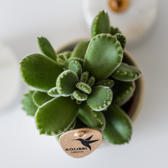 Kolibri Home | Tree sierpot - Travertine - Ø6cm