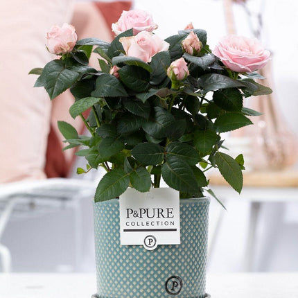 Rosa Hellrosa in P&amp;PURE Lauren Ceramics - ↕30cm- Ø12cm