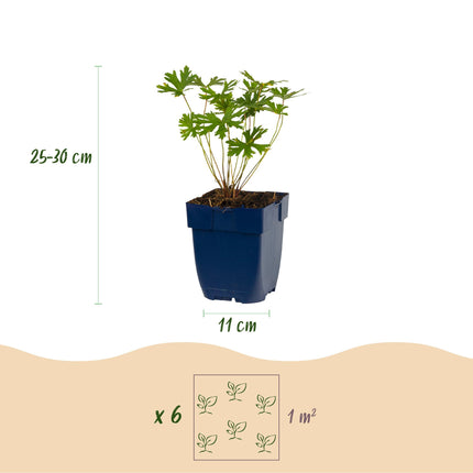 Borderpakket - Bodembedekend - Diversen - Soorten en kleuren - 12 Planten - Pot 11cm - Hoogte 15-25cm