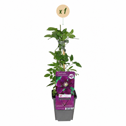 Clematis Warszawska Nike - Bosrank 4x - Rood - Klimplant - Ø9cm - ↕35cm