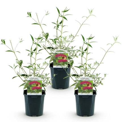 Buddleja davidii Royal Red - Butterfly Bush - Red - ↕45cm - Ø17cm - 3x