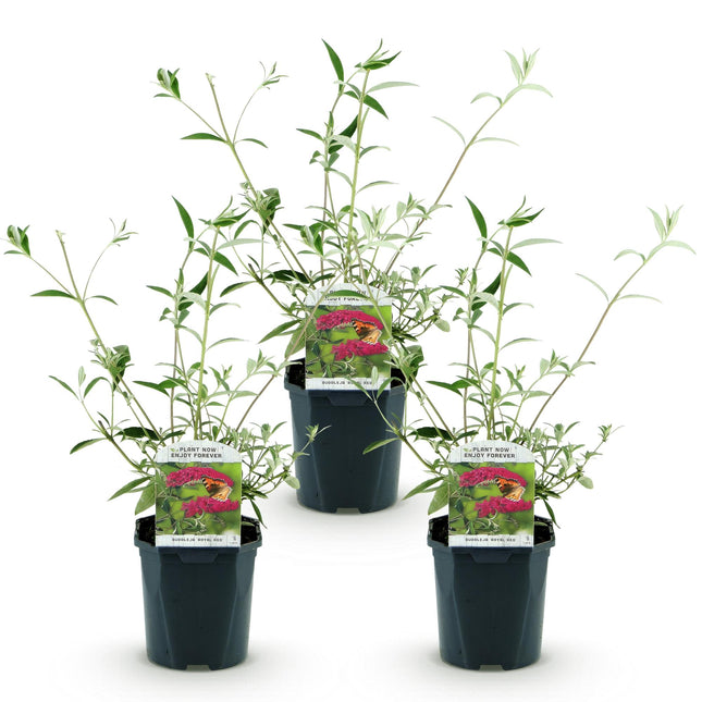 Buddleja davidii Royal Red - Butterfly Bush - Red - ↕45cm - Ø17cm - 3x