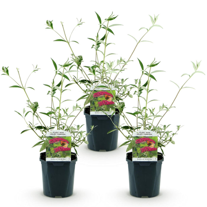 Buddleja davidii Royal Red - Vlinderstruik - Rood - ↕45cm - Ø17cm - 3x