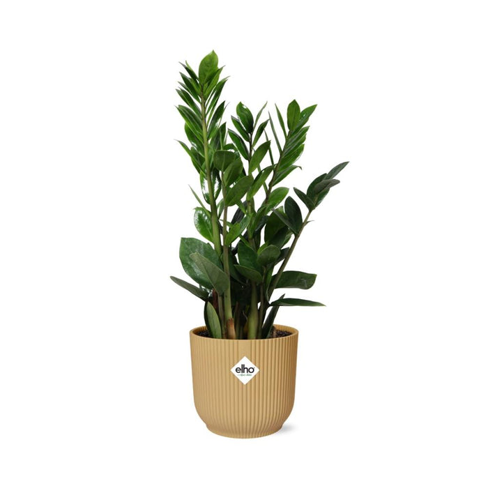 Zamioculcas – Hoogte 45-50 in elho Vibes Fold Ø14cm geel