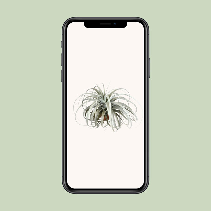 Tillandsia Xerographica - ↕30cm - Ø45cm