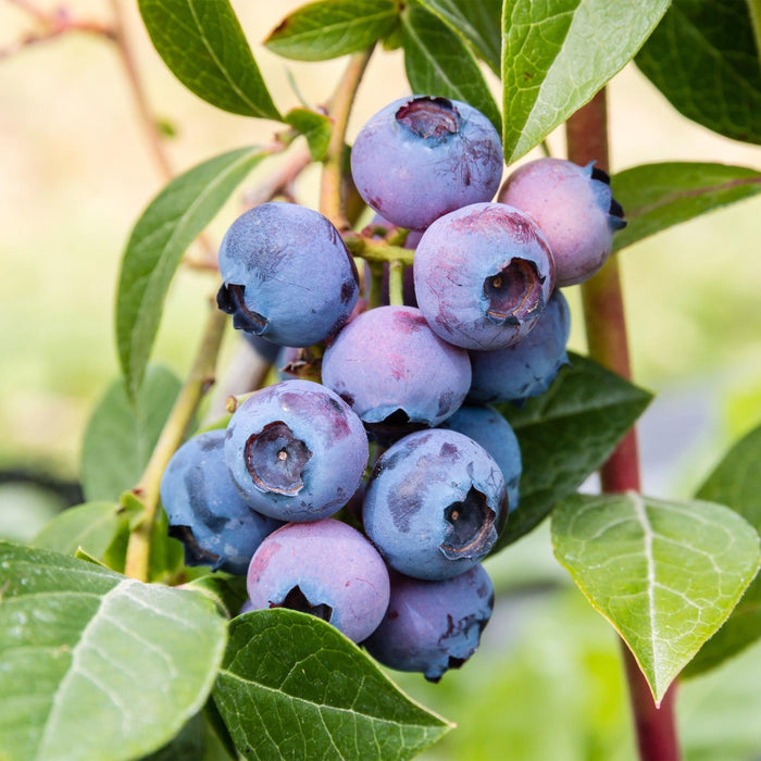 Vaccinium corymbosum Jersey - Bosbes - Blauwe Bes - ↕50cm - Ø15cm - 2x