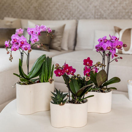 Kolibri Orchids | Combi Deal - 2 Paarse Phalaenopsis Orchideeën Blossom Chamonix - Ø9 cm