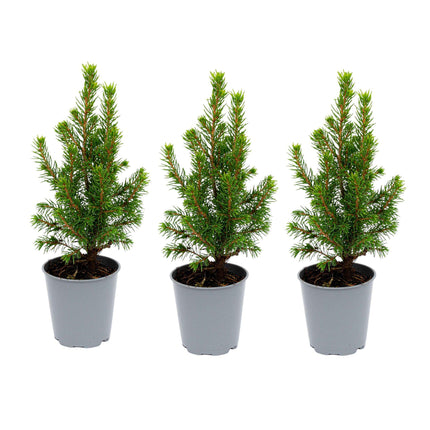 Mini Christmas tree - Picea Glauca Perfecta - ↕15-20cm - Ø6cm - 3x