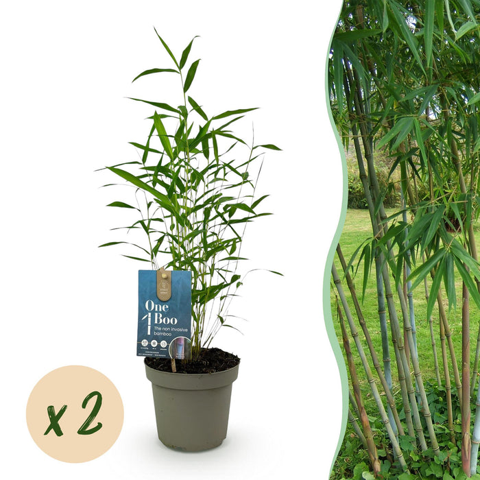 Bamboe - Fargesia Blue Dragon - Groen - 2 Planten - Bladhoudend - Niet Woekerend- Pot 14cm Hoogte 35cm