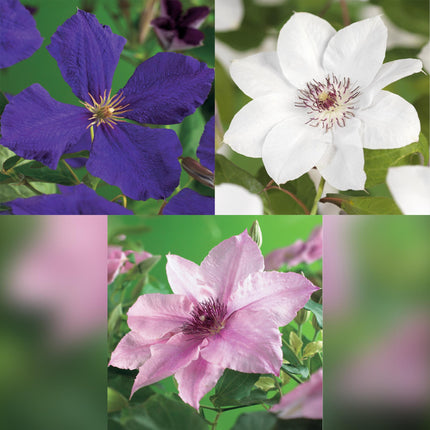 Dreifarbige Waldrebe (Clematis tricolour) – Blütenfarbe: Rosa, Weiß, Lila – ↕40 cm – Ø11 cm – 3 Stück