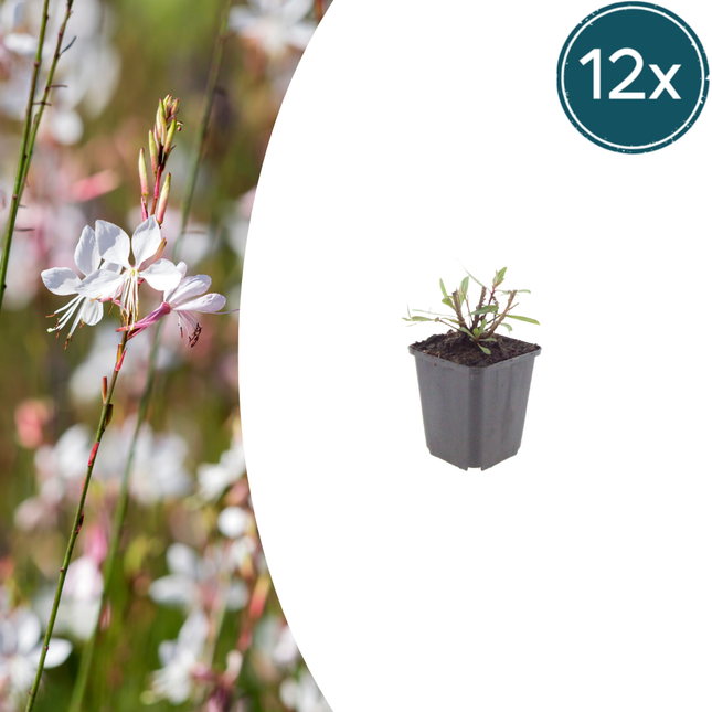 Prachtkaars - Gaura lindheimeri 'Whirling Butterflies' - ↕10-25cm - Ø9cm - 12x