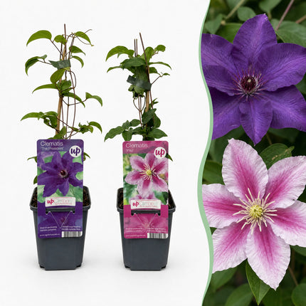Clematis Duo Purple & Pink - Bosrank 12x - Paars - Roze - Wit - Klimplant - Ø9cm - ↕35cm