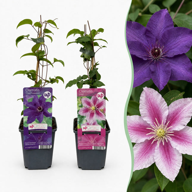 Clematis Duo Purple & Pink - Bosrank 12x - Paars - Roze - Wit - Klimplant - Ø9cm - ↕35cm