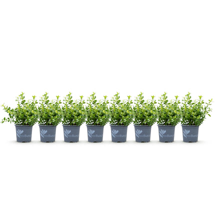 Siepe di bosso - BetterBuxus Babylon Beauty - Resistente alla malattia del bosso - 1 metro lineare - ↕20-25cm - Ø9cm - 8x
