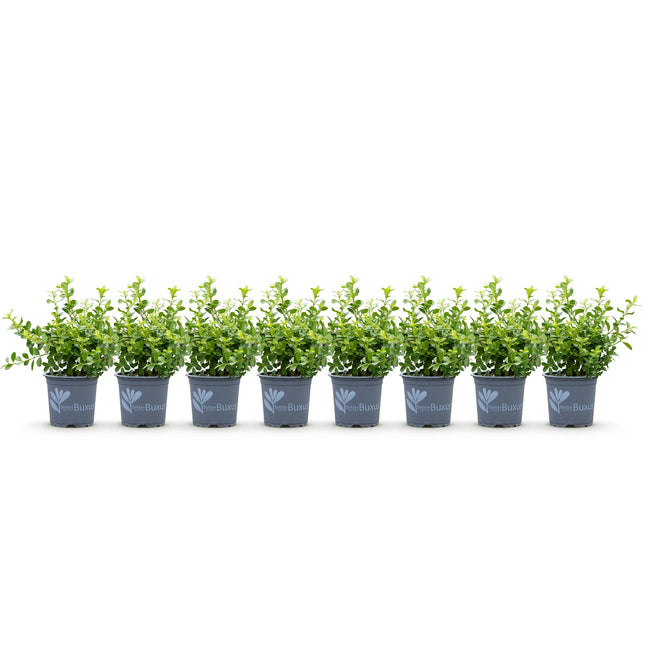 Buxus Haag - BetterBuxus Babylon Beauty - Resistant tegen de Buxus schimmel - 1 strekkende meter - ↕20-25cm - Ø9cm - 8x