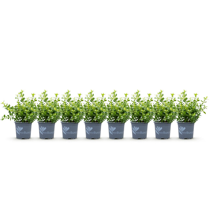 Buxus Haag - BetterBuxus Babylon Beauty - Resistant tegen de Buxus schimmel - 1 strekkende meter - ↕20-25cm - Ø9cm - 8x
