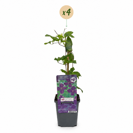 Clematis Viticella Polish Spirit - Bosrank 4x - Paars - Klimplant - Ø9cm - ↕35cm