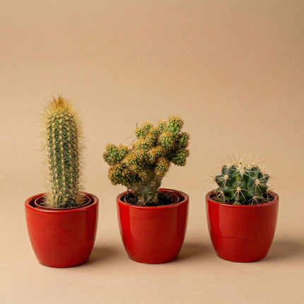 Cactussen set van 3 met rode mini pot - ↕8–12cm - Ø6cm