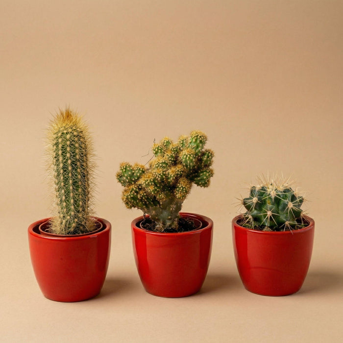 Cactussen set van 3 met rode mini pot - ↕8–12cm - Ø6cm