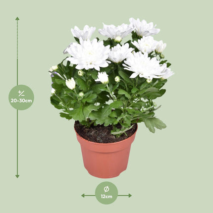 Chrysanthemum Brave - Chrysanthemum - ↕26cm - Ø12cm
